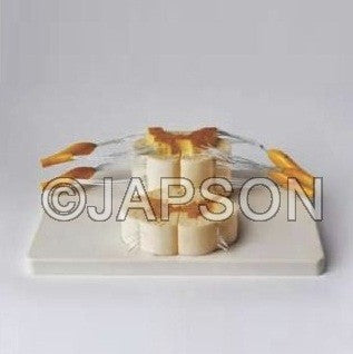 Human Vertebral And Partial Spinal Cord Human Vertebral And Partial Spinal Cord